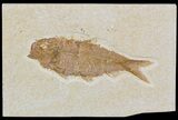 Detailed, Knightia Fossil Fish - Wyoming #52206-1